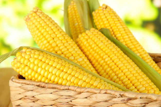 Crude corns in basket on nature background