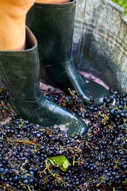 Crushing or press ripe grapes by fit in boots