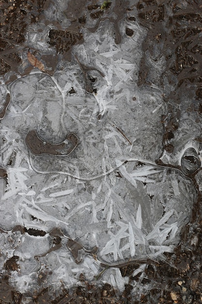 Crust of ice on a puddle of leaves