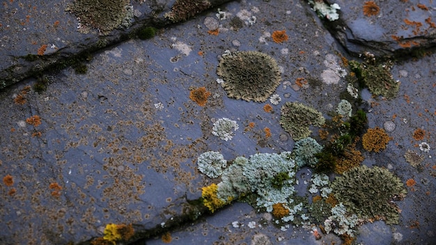 Crustacean and foliose lichens on a slate roof