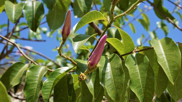 Cryptostegia madagascariensis also known as Madagascar rubber vine