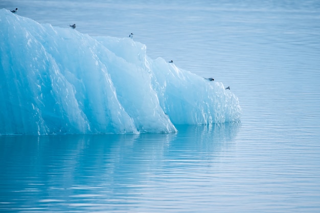 Iceberg di cristallo blu con uccelli alla laguna glaciale islanda