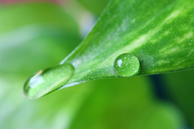Crystal Clear Dewdrops on the Vibrant Green Leaf with Selective Focus