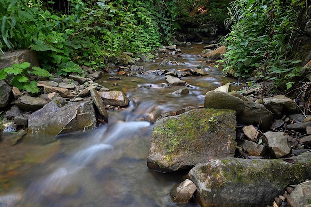 Foto il fiume cristallino ha origine nella foresta di montagna