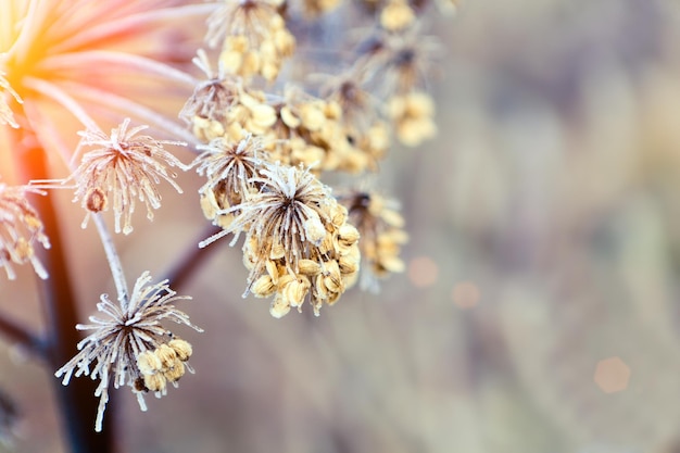 Crystal flower