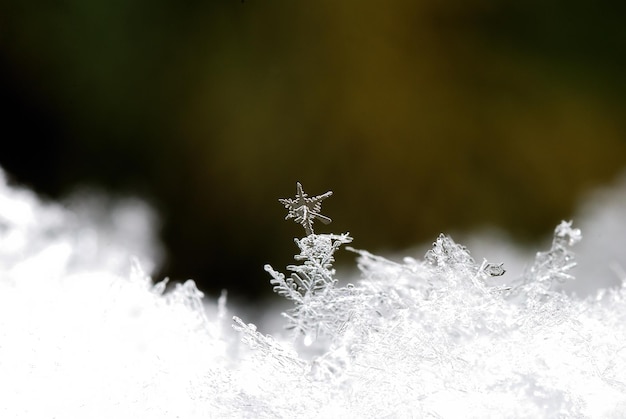 写真 緑と雪の結晶