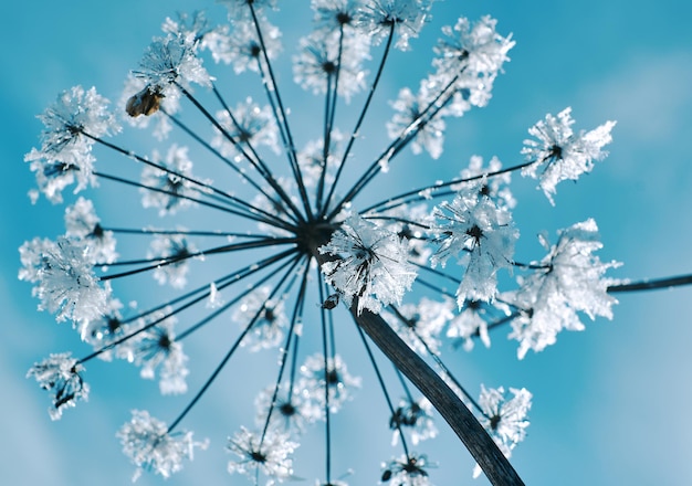 Fiori di neve di cristallo contro il cielo blu. meraviglia invernale della natura cristalli di gelo. paesaggio invernale