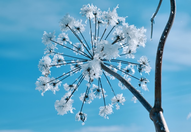 Crystal snow-flowers against the blue sky. Winter wonder of nature crystals of frost.Winter scene landscape