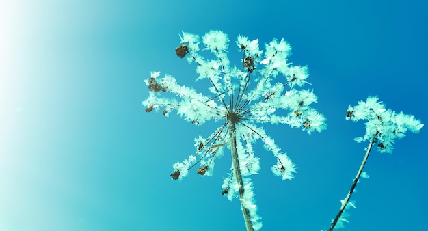 Crystal snowflowers