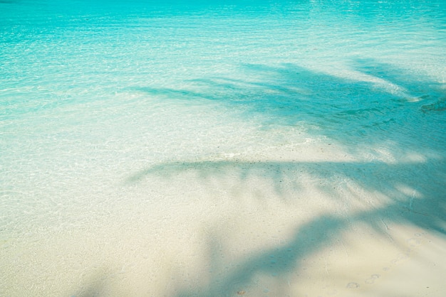 crystalline sea with shadow of a palm tree, paradise in the Maldives.