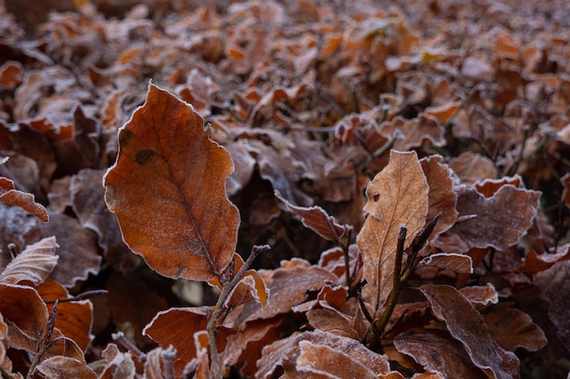 Crystals frost covered the colorful grasses in the autumn garden on a cold morning