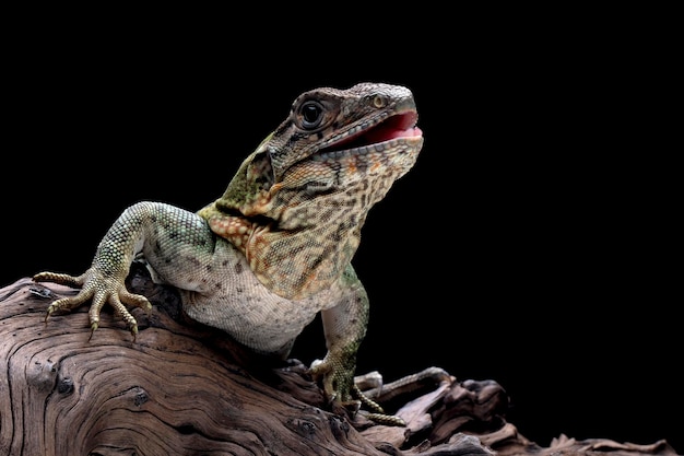 Ctenosaura similis Close-up op steen met geïsoleerde achtergrond