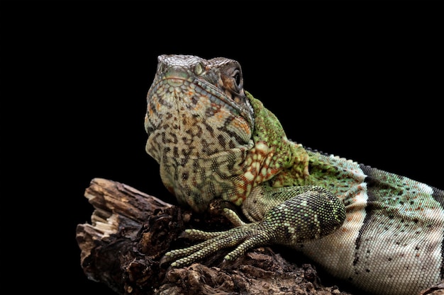 木の上の Ctenosaura similis トカゲのクローズ アップ