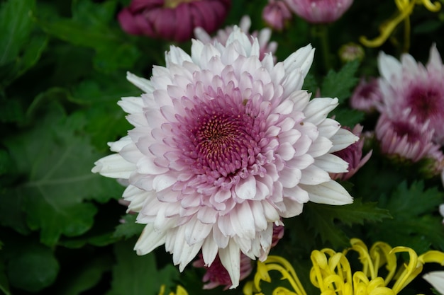 Cu big pink chrysanthemums in the park