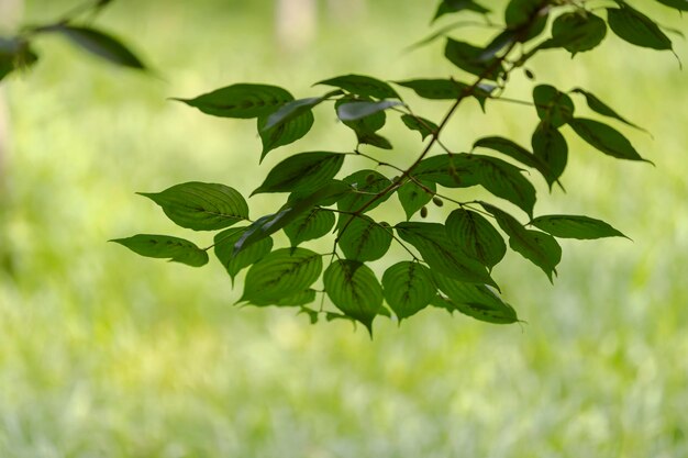 Cu green leaves