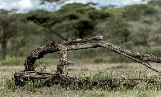 Cub cheetah staande in serengeti national park