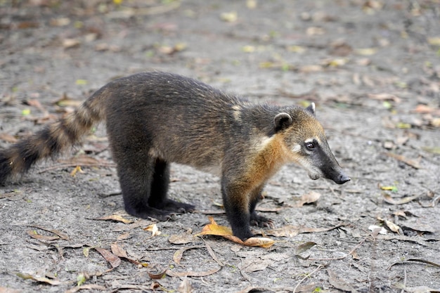Cub of quati also known as South American coati in Brazilian ecological park