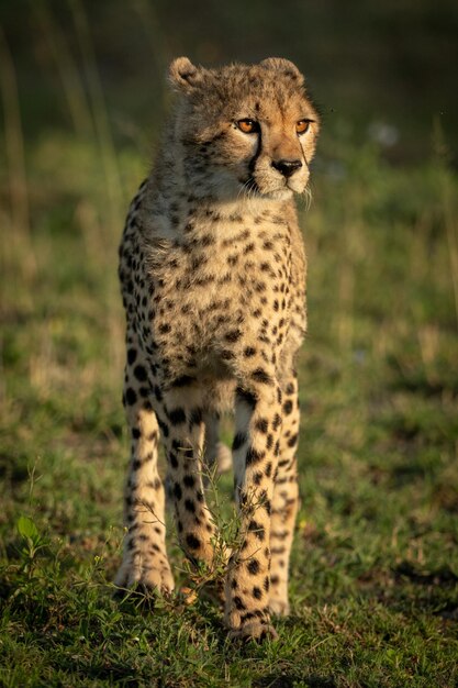 Cub standing on land