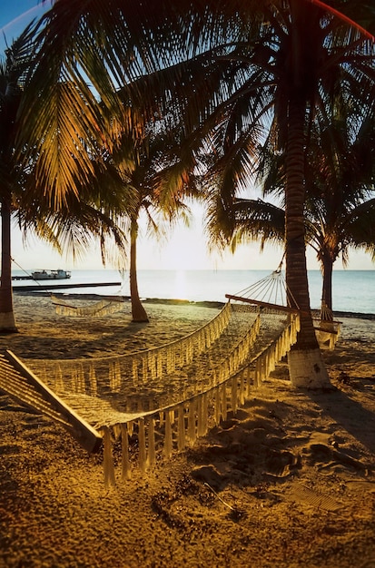 CUBA, Maria La Gorda-strand, kokospalmen - FILMSCAN