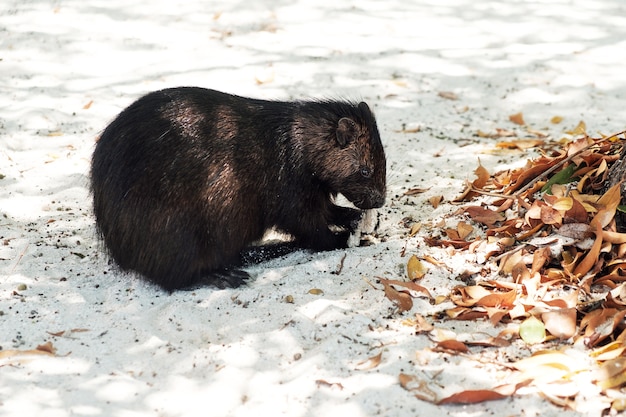 Cubaanse hutia op het zand