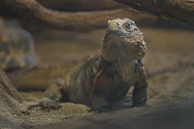 Cubaanse rotsiguana