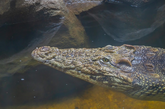 쿠바 악어 (Crocodylus rhombifer) 는 쿠바에 서식하는 작은 악어 종이다.