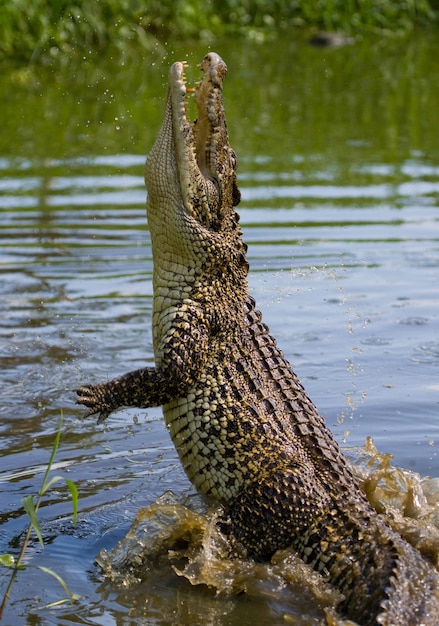 Cuban crocodile is jumping out of the water