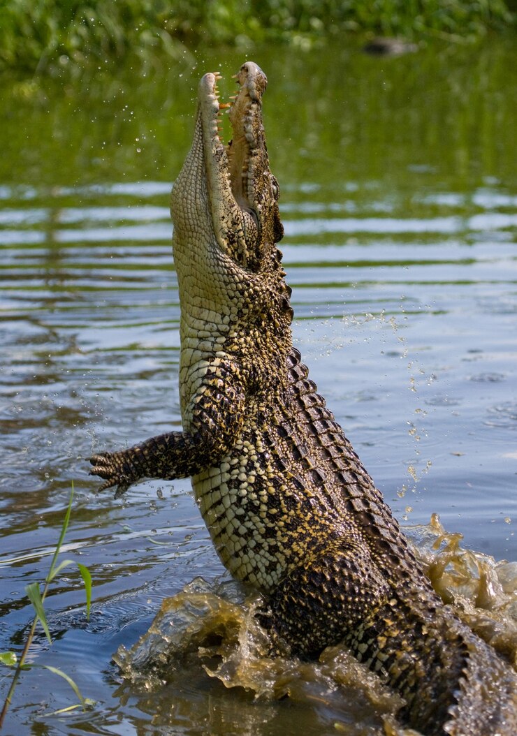 Photo cuban crocodile is jumping out of the water