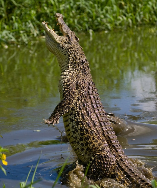 Cuban crocodile is jumping out of the water