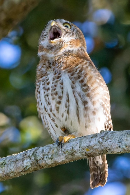 Photo cuban pygmyowl glaucidium siju perched on a tree branch