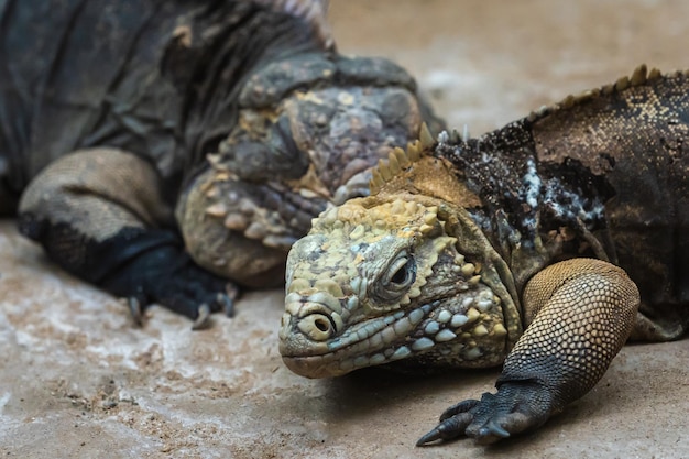 Кубинская каменная игуана Cyclura nubila Кубинская игуана лежит на камне