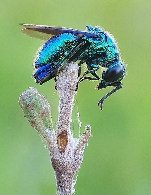 Photo the cuckoo wasp also known as the earth