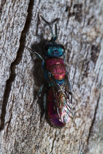 カッコウスズメバチ（Chrysis lusitanica）