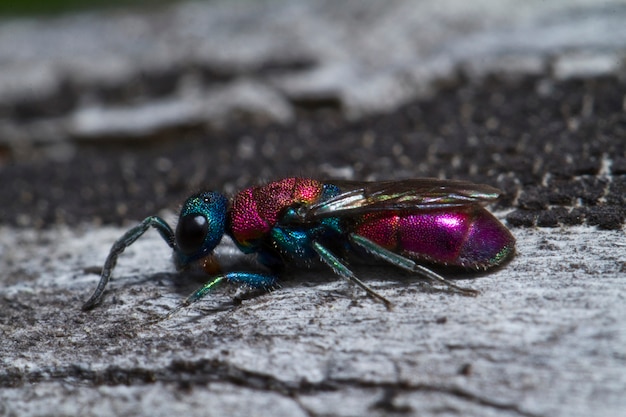 Cuckoo Wasp (Chrysis lusitanica)