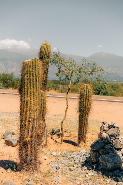 Photo cuctus forest quebrada in cafayate argentina