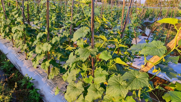 cucumber agricultural crop field