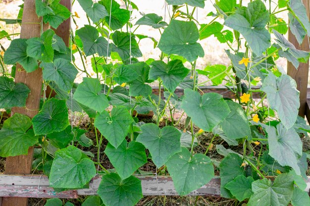 Cucumber bed cucumber vines with green leaves and young fruits are suspended on a trellis growing