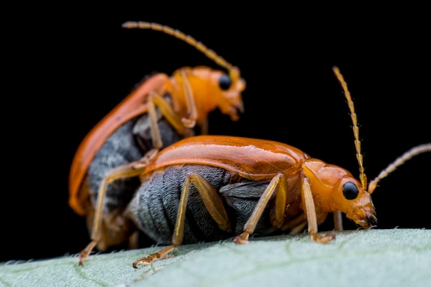 Cucumber beetle mating on green leaf