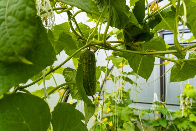 Photo cucumber on the branch close up photo