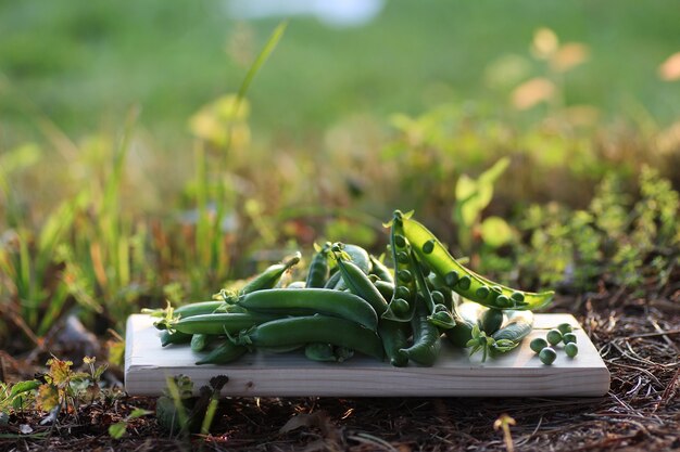 Cucumber crop on the ground