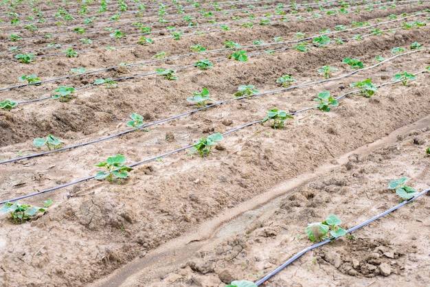 Cucumber field growing with drip irrigation system.