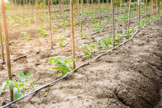 Campo di cetriolo in crescita con sistema di irrigazione a goccia.