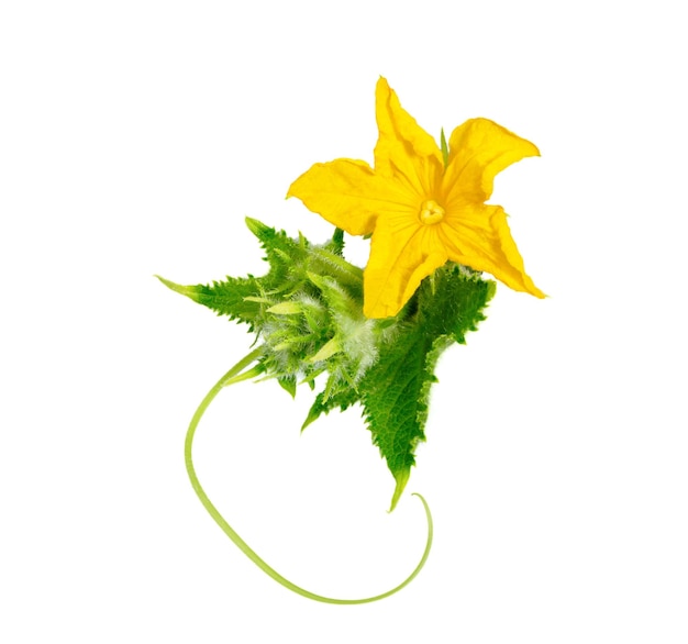 Цветок огурца с листом