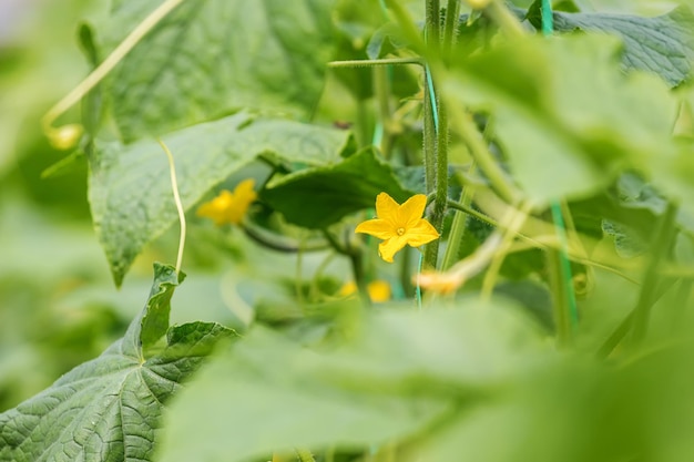 Cucumber Flower young fresh organic vegetable