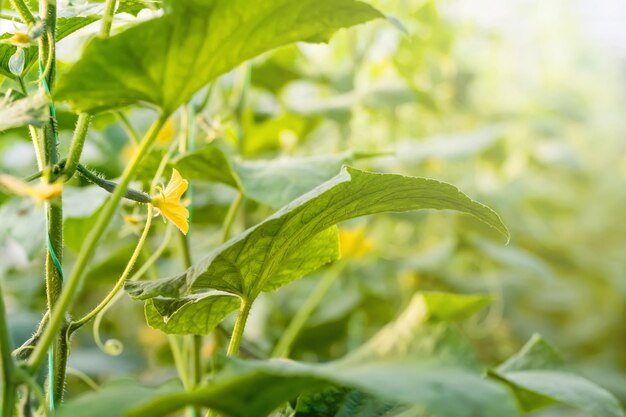 きゅうりの花若い新鮮な有機野菜