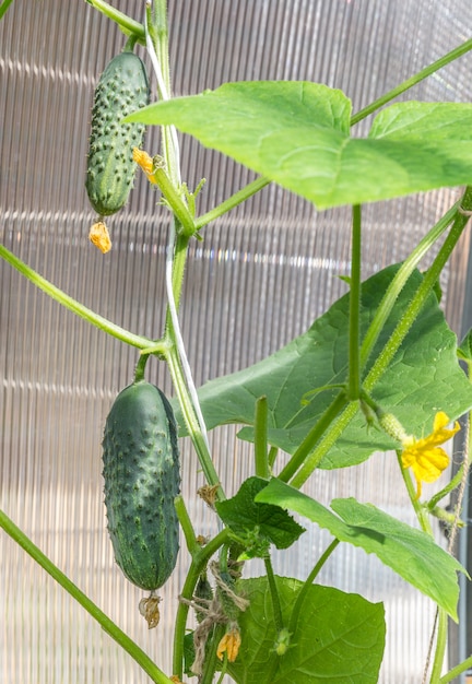 Cucumber in garden