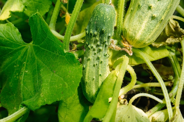 Cucumber in the greenhouse, only good to pick