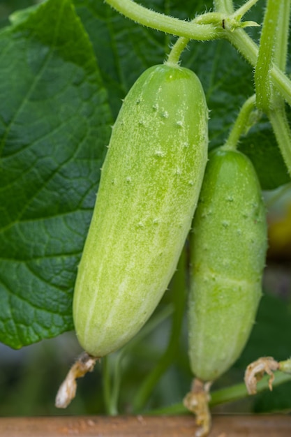 Cucumber in a greenhouse in spring