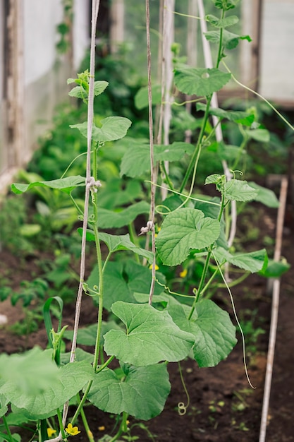 Cucumber growing in the garden summer time with blurred background.