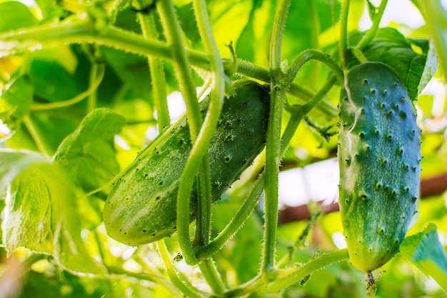 Cucumber growing in garden 